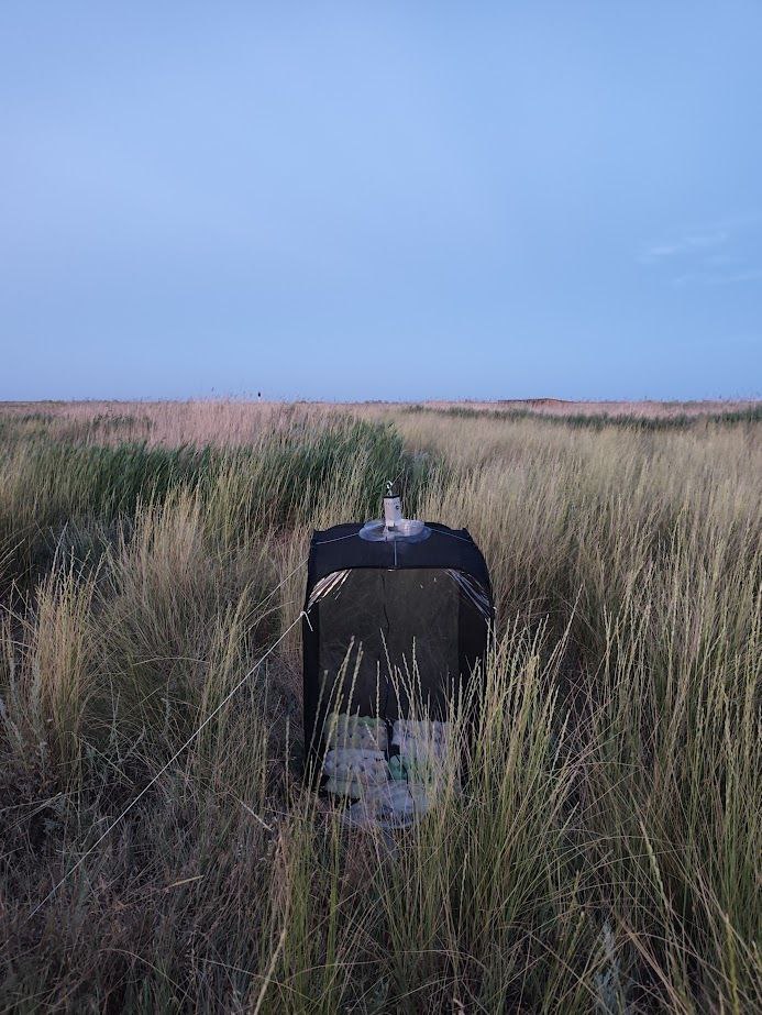 Почему в Украине исчезают пчелы и где зимуют мухи: интервью с энтомологом